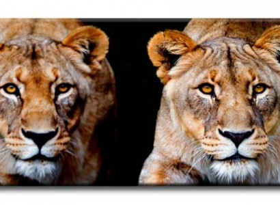 4x Picture Pictures Painting Print Art Print Upholstery Culture Lion Jaguar Tiger G92848